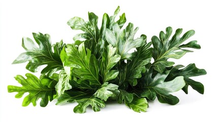 Obraz premium A vibrant leafy green plant with its foliage arranged dynamically, creating a sense of movement and freshness against a clean white background.