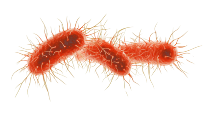 Close-up of a red and yellow worm with isolated red cells, showing details of its hairy body on a white background