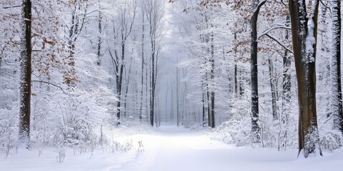 Fototapeta premium a winter forest blanketed in snow, showcasing the beauty of nature where snow transforms the forest into a serene and peaceful winter wonderland. Explore the charm of a snow covered forest.