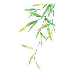 Fototapeta premium Delicate bamboo leaves arranged in an artistic style.