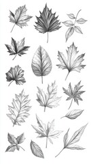 Pencil Sketch of Various Leaves Shows Intricate Veins and Delicate Details, Botanical Illustration Theme.
