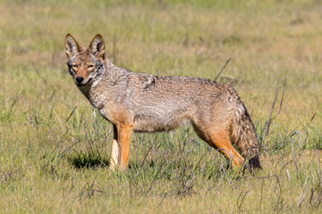 Alert Coyote Looking at Camera. Arastradero Preserve, Santa Clara County, California, USA.