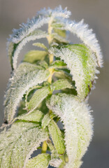 Close-up of frozen nettles in winter. The picture is in portrait format.