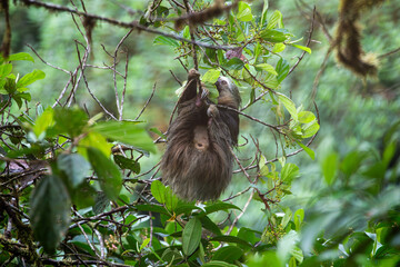 A sloth feeding in the Cloud Forest of Ecuador.