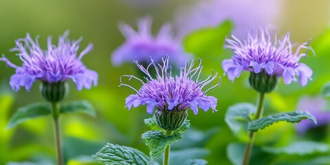 Fototapeta premium Wild bergamot, a native wildflower in the mint family Lamiaceae, is abundant across many regions. This wild bergamot showcases its vibrant beauty and ecological significance as a natural plant.