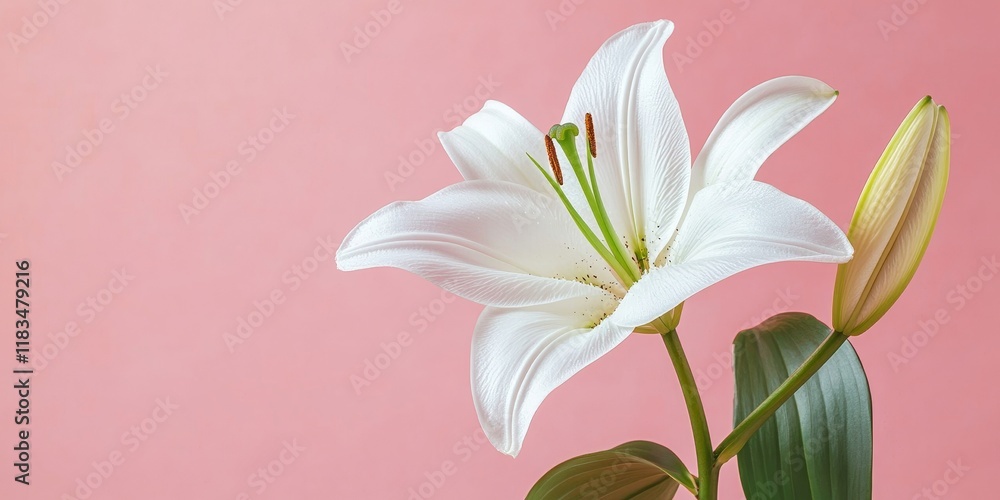 Poster close up view of a white lily flower set against a pink background, showcasing the delicate beauty o