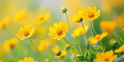 Fototapeta premium A meadow abundance of vibrant yellow flowers in full bloom creates a picturesque and colorful landscape, highlighting the beauty of nature in this flourishing field.