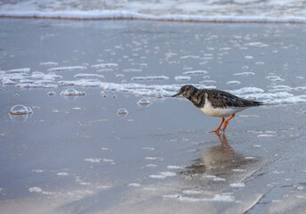 Tunstone wading bird running along the edge of the water on the beach