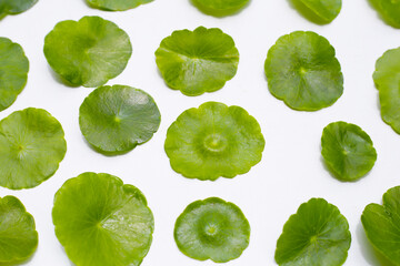 Fototapeta premium Centella asiatica in blue water