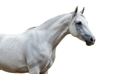 Majestic White Horse Profile Elegant Equine Portrait Animal Photography