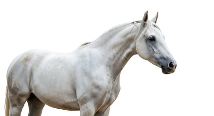 Fototapeta premium Majestic White Horse Profile Equestrian Photography Animal Portrait