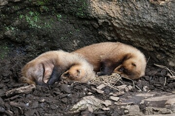 丸くなり眠る二頭のニホンアナグマ