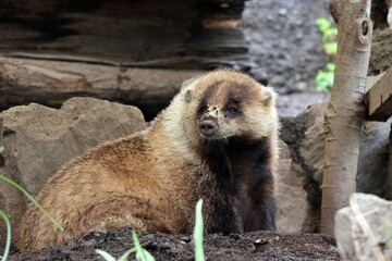 振り向く座ったニホンアナグマ