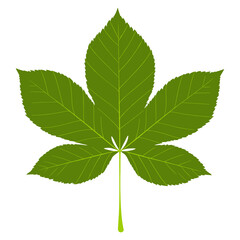 Fototapeta premium Green chestnut leaf illustration plant botanical vector