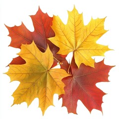 Obraz premium Maple leaves in autumn. Known as a source of syrup, sugar maple can reach 80 feet and up and swing up to 60 feet. Their fall foliage is viewed from yellow to orange and red.
