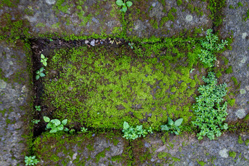 Copy Space with Mossy Rough Paving and Small Grass Growing Naturally in the Gaps
