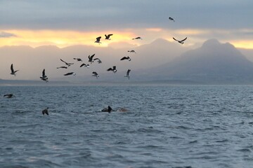 Gulls Scavenging After Great White Shark Kill in False Bay, Cape Town, South Africa