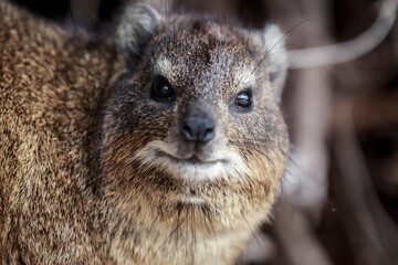 Obraz premium Close-Up of a Rock Hyrax in Natural Habitat, Cape Town, South Africa