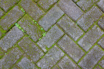Full Frame of Natural Mossy Geometric Paving