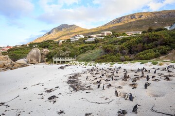 Penguins Roaming on a Rocky Beach by the Ocean, Boulders Beach, Cape Town, South Africa