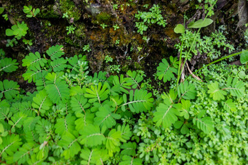 Fototapeta premium Green Grass Growing Beneath Fern Plant