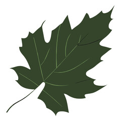 Fototapeta premium Autumn leaves leaf illustration plant vector