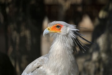 ヘビクイワシの横顔のアップ