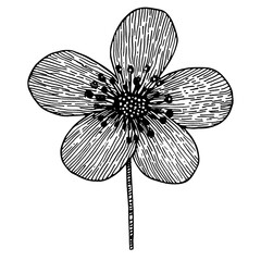 Aconite flower illustration drawing sketch vector