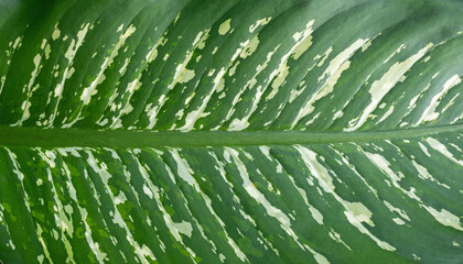 Dieffenbachia Plant Texture with Green Leaves