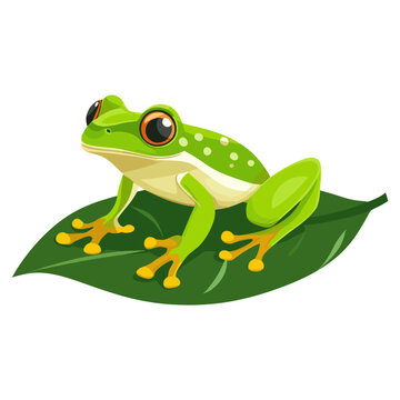 Mint Green Frog Sitting frog illustration wildlife vector