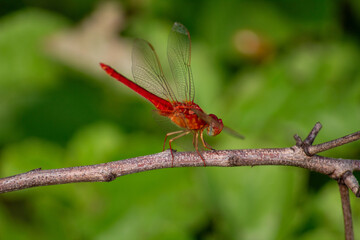 a yellow dragonfly perched on a small branch