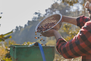 Worker in Wet process for ripe coffee wash in pulping machine. Process Harvest coffee beans to have their pulp remove. Farmer using a coffee cherry pulping machine to process beans