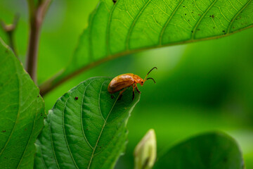 photo of yellow beetle on green leaf