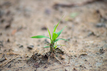 photo of wild grass on brown mud and looks fresh