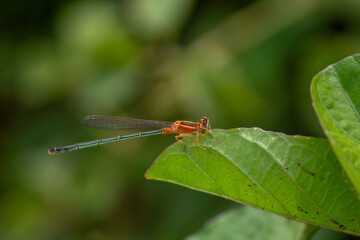 photo of a mini orange dragonfly with a green leaf perched on it