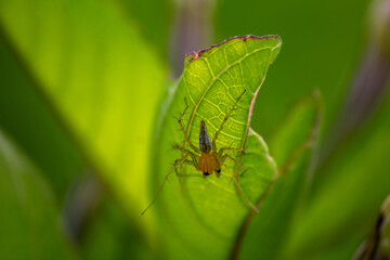 photo of a spider hiding from the sun under a green leaf
