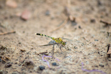 photo of dragonfly on damp mud