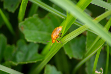 a small golden beetle, perched on a green leaf