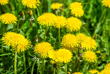 Yellow dandelions blooming on grass background
