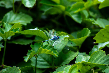 Aesthetic blue dragonfly perched on a dark green leaf