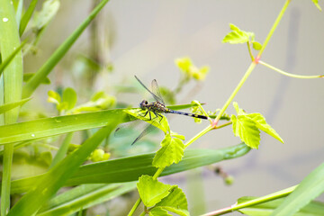 dragonflies perched on leaves and looking faint