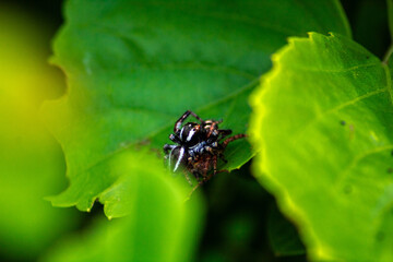spider insect perched on a dark green leaf
