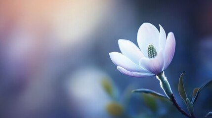 Fototapeta premium Blooming magnolia flower, garden sunset backdrop, nature serenity, spring poster