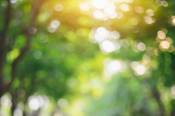Obraz premium defocused bokeh and blur background of garden trees.