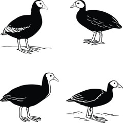Eurasian coot bird bundle line art and illustrator eps
