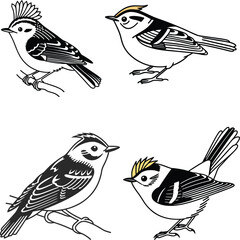 Goldcrest bird bundle line art and illustrator eps