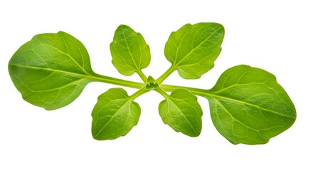 Fototapeta premium Fresh Green Sprout Leaves Close Up Isolated Plants Food Nature