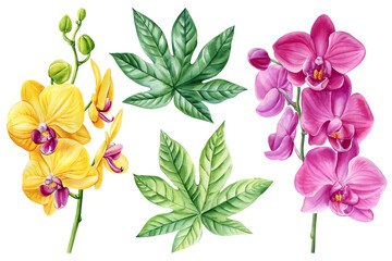 Set of summer plants. Bright orchid flowers and green tropical leaves painted in watercolor isolated. Exotic floral set