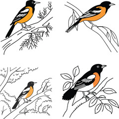 Oriol bird bundle line art and illustrator eps
