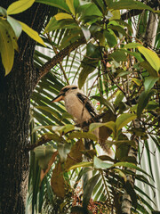 Kookaburra bird. Lush Australian Greenery: Close-Up of Vibrant Leaves. Australian Wilderness